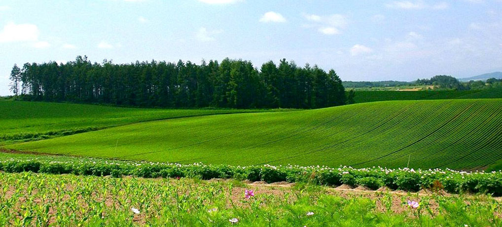 Оцінка земельних ділянок